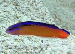 Picture of Neon Dottyback,Captive Bred