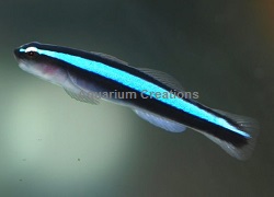 Picture of Captive Bred Blue Neon Goby