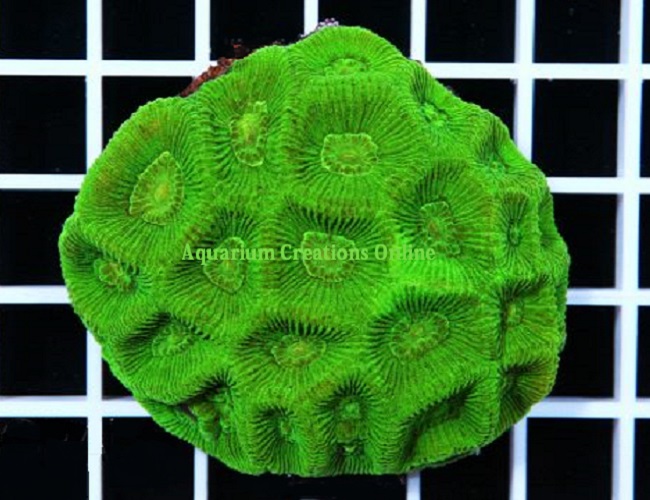 Picture of Aussie Neon Green Goniastrea Coral
