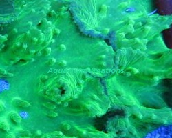 Picture of Neon Green Glowing Cabbage Leather Coral, Australia Leathers