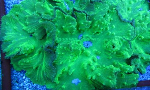 Picture of Neon Green Cabbage Leather, Cultured