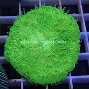Picture of Neon Green Fungia Plate Coral, from Australia