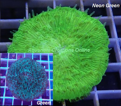Picture of Neon Green Fungia Plate Coral, Australia