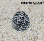 Picture of Nerite Snail