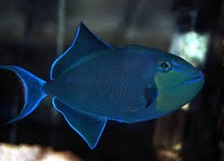 Picture of Niger Triggerfish, Odonus niger