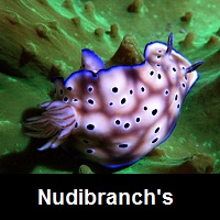 Saltwater Aquarium Nudibranch's