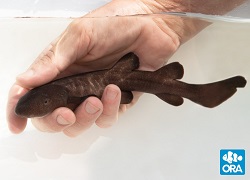 Picture of ORA Short-Tail Nurse Shark, Pseudoginglymostoma brevicaudatum