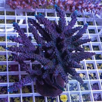 Picture of ORA Plum Crazy Acropora, Aquacultured by ORA®