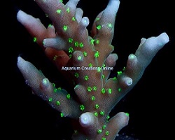 Picture of Australian Delicate, Aquacultured ORA®