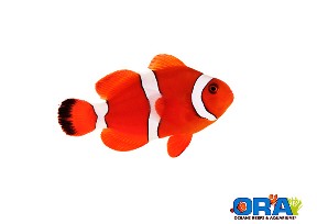 Picture of Blood Orange Hybrid Clownfish