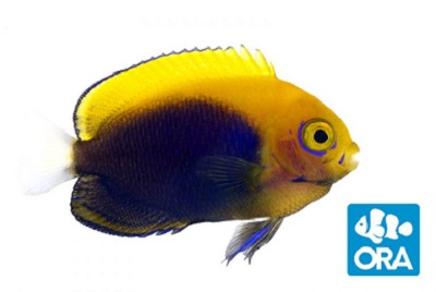 Picture of Flameback Angelfish Captive-Bred by ORA® 