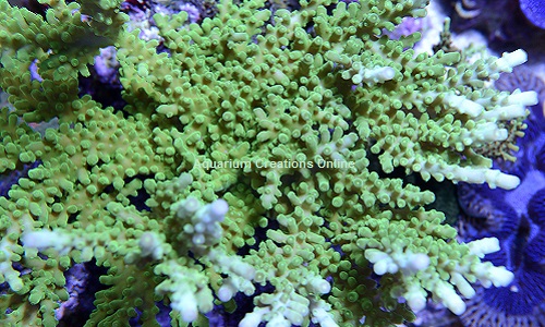 Picture of Frogskin Table Acropora, Aquacultured ORA®