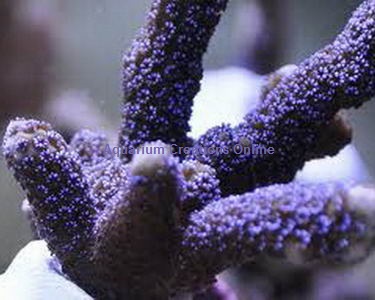 Picture of Aquacultured ORA German Blue Polyp Montipora Digitata