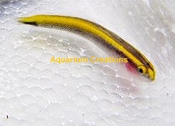 Picture of Captive Bred Golden Yellow Line Neon Goby