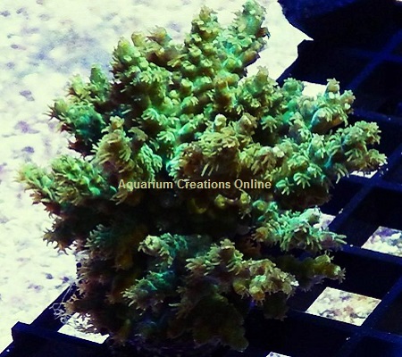 Picture of Marshall Island Green Fuzzy Acropora, Aquacultured by ORA®