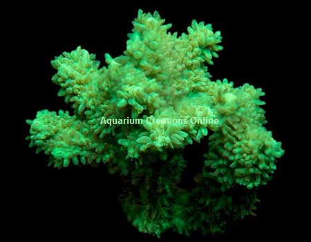 Picture of Marshall Island Neon Green Hydnophora, Aquacultured by ORA®