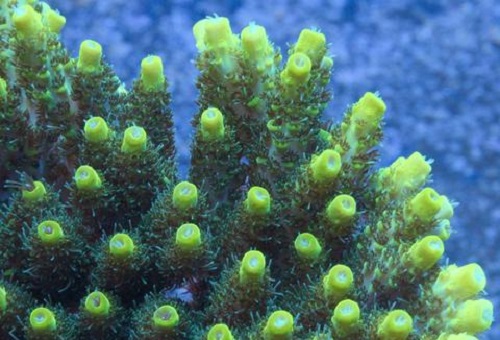 Picture of ORA Green Planet Acropora Coral, Aquacultured by ORA®