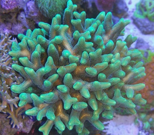 Picture of ORA Green Tip Orange Birdnest, Seriatopora Coral, Aquacultured by ORA®
