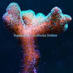 Picture of Aquacultured Green Tip Orange Birdnest Coral