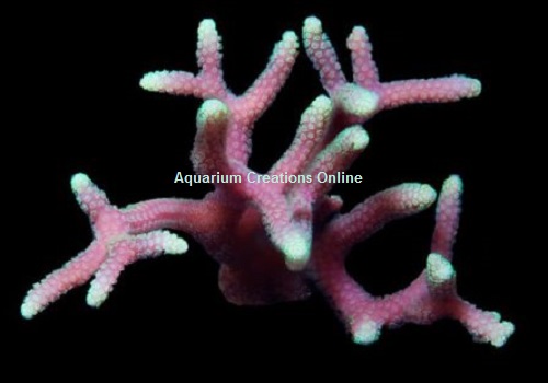 Picture of ORA Green Tip Pink Birdnest, Seriatopora Coral, Aquacultured by ORA®