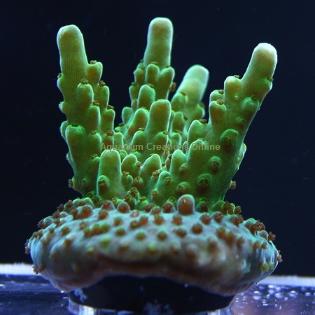 Picture of ORA Green Velvet Acropora, Aquacultured by ORA®