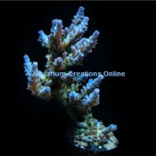 Picture of ORA® Joe The Coral Acropora, Aquacultured
