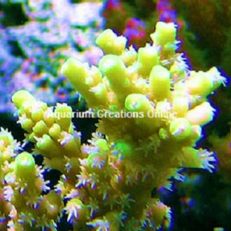 Picture of Marshall Island Yellow Fuzzy Acropora, Aquacultured by ORA®
