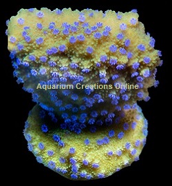 Picture of Melonberry Montipora