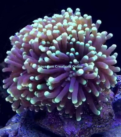 Picture of ORA® Aquacultured Micronesian Torch Coral