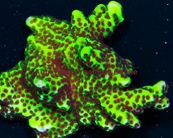 Picture of the Spongodes Montipora 