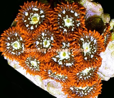 Picture of  Orange Splatter Zoanthid Polyps