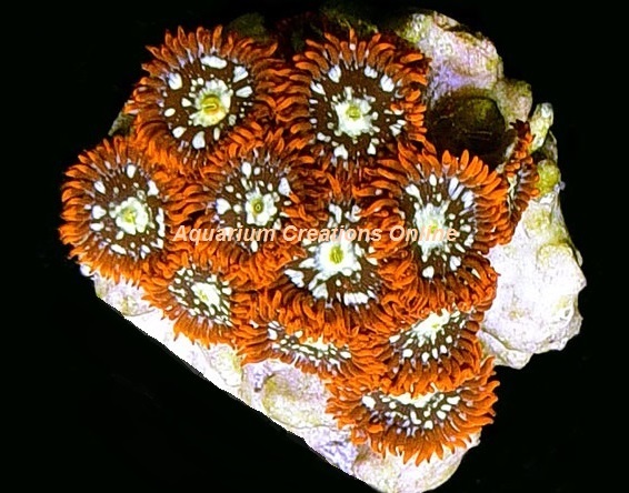 Picture of Orange Splatter Zoanthid