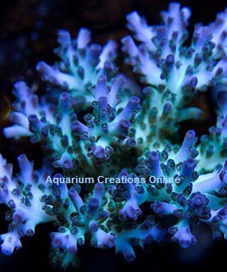 Picture of Aquacultured ORA® Pearlberry Acropora