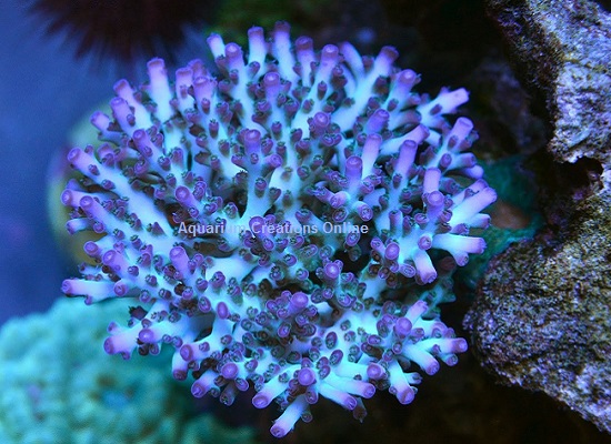 Picture of ORA Pearlberry Acropora, Aquacultured by ORA®