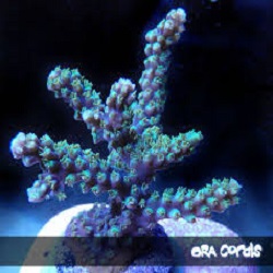 Picture of Purple Plasma Acropora, Aquacultured by ORA®