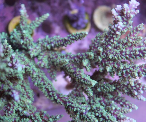 Picture of ORA Purple Plasma Acropora, Aquacultured by ORA®