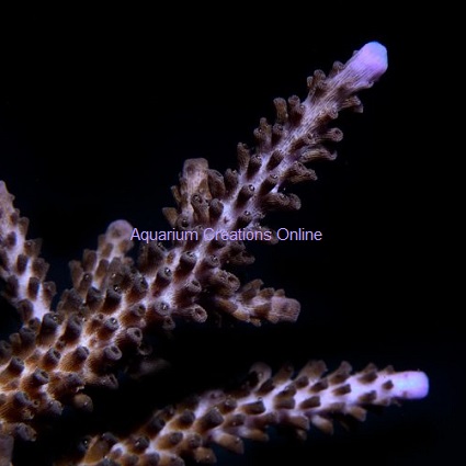 Picture of Aquacultured Purple Tip Staghorn Acropora