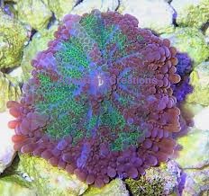 Picture of Purple and Green Aquacultured, Pacific Ricordea Yuma