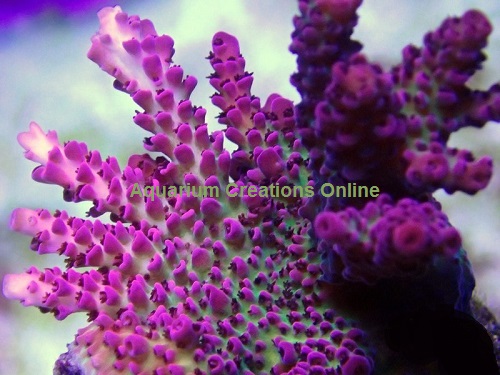 Picture of Red Planet Table Acropora, Aquacultured by ORA®