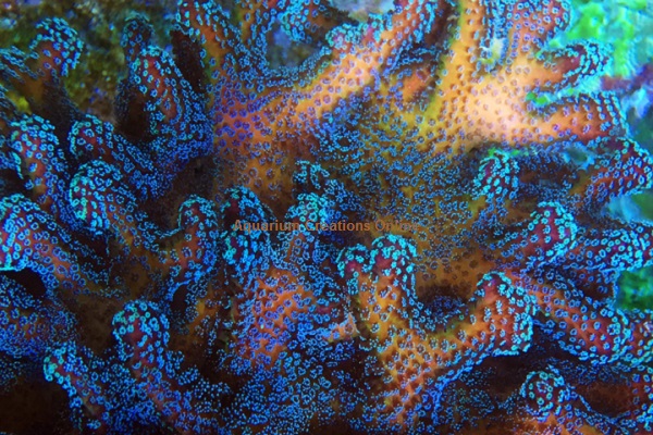 Picture of Aquacultured ORA Stellar Stylophora pistillata Coral