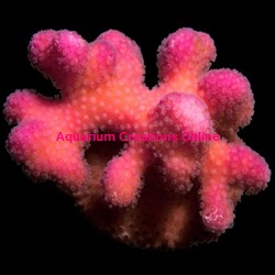 Picture of Aquacultured Pink Stylophora, Stylophora pistillata