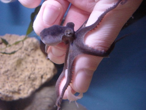 Saltwater Aquarium Inverts for Marine Reef Aquariums: Octopus, Caribbean