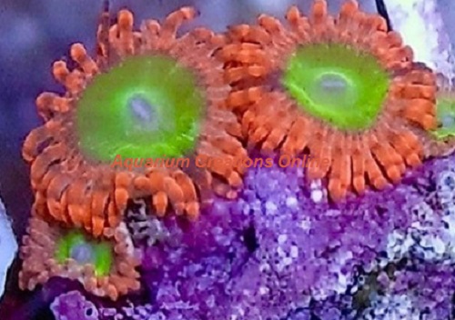 Picture of Electric Oompa Loompa Zoanthid