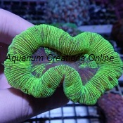 Picture of Aussie Trachyphyllia, Green Open Brain Corals