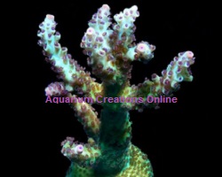 Picture of Laura’s Purple Polyp Acropora Coral
