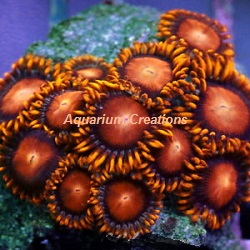 Picture of Aquacultured Orange Bam Bam Zoanthid's