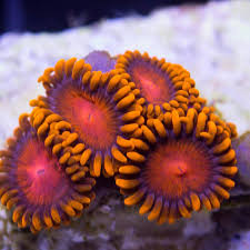 Picture of Orange Bam Bam Zoanthid Polyps