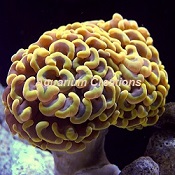 Picture of Gold Branching Hammer Coral, Australia