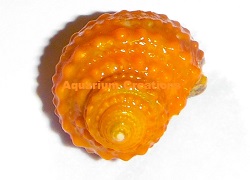 Picture of Orange Chestnut Snails