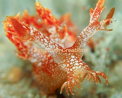 Picture of Orange Dragon Sea Slug